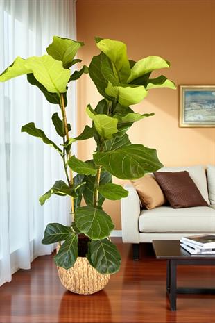 Ficus Lyrata - Keman Yapraklı Kauçuk 2 Gövdeli 140 - 150 Cm