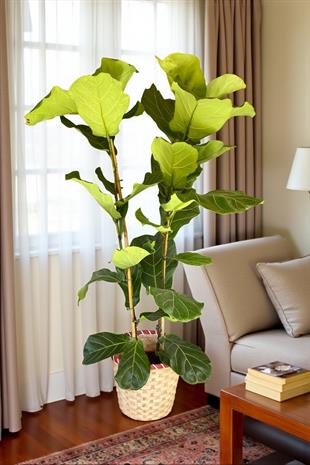 Ficus Lyrata - Keman Yapraklı Kauçuk 2 Gövdeli 140 - 150 Cm