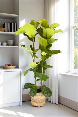 Ficus Lyrata - Keman Yapraklı Kauçuk 2 Gövdeli 140 - 150 Cm
