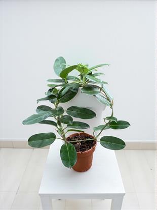 Madagaskar Yasemini Çiçeksiz 