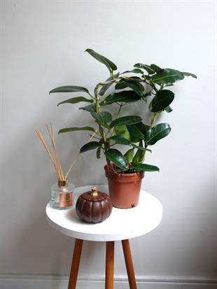 Madagaskar Yasemini Şu An Çiçeksiz (Stephanotis Floribunda)