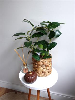 Madagaskar Yasemini Şu An Çiçeksiz (Stephanotis Floribunda)