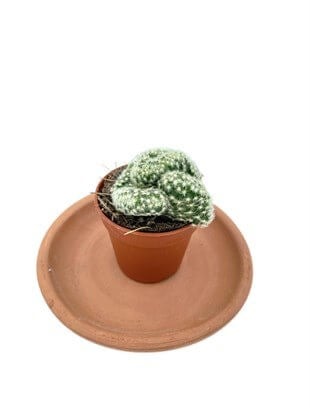 Mammillaria Elongata Cristata Kaktüs