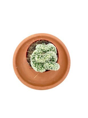 Mammillaria Elongata Cristata Kaktüs