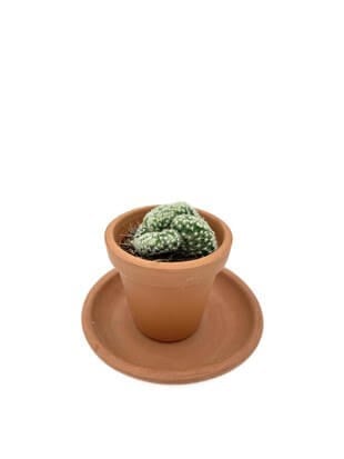 Mammillaria Elongata Cristata Kaktüs