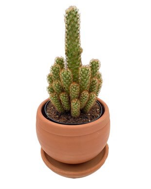 Mammillaria Elongata (Lady Finger) Kaktüs