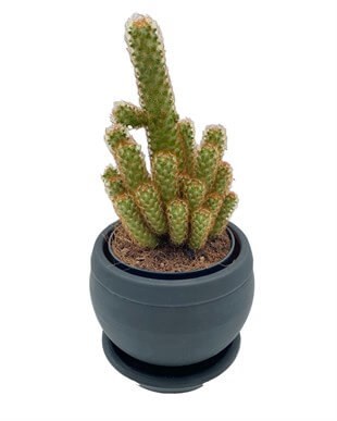 Mammillaria Elongata (Lady Finger) Kaktüs