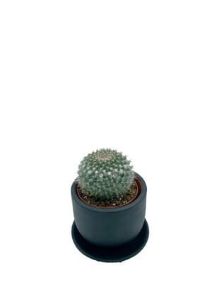 Mammillaria Hahniana Kaktüs Çap 8.5