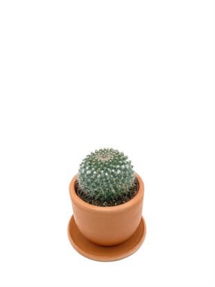 Mammillaria Hahniana Kaktüs Çap 8.5