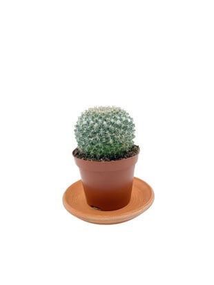 Mammillaria Hahniana Kaktüs Çap 8.5