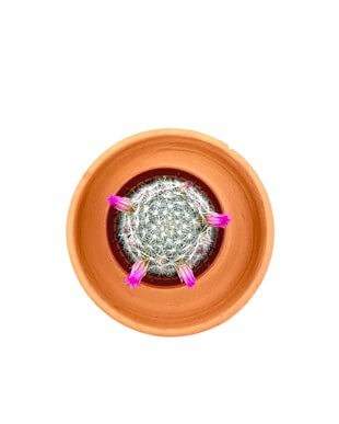 Çiçekli Mammillaria Hahniana Kaktüs