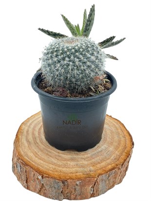 Mammillaria Hahniana çap 8.5