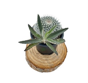 Mammillaria Hahniana çap 8.5