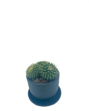 Mammillaria Marksiana Kaktüs Çap 8.5