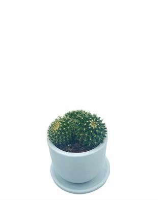 Mammillaria Marksiana Kaktüs Çap 8.5