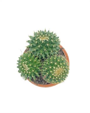 Mammillaria Marksiana Kaktüs Çap 8.5