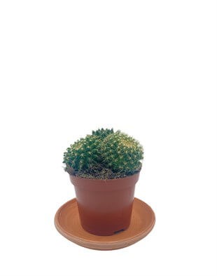 Mammillaria Marksiana Kaktüs Çap 8.5