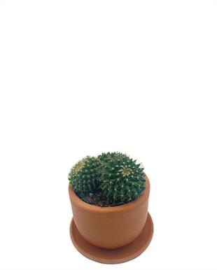 Mammillaria Marksiana Kaktüs Çap 8.5