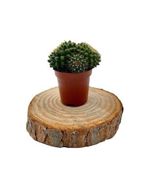 Mammillaria Marksiana