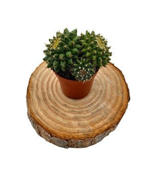 Mammillaria Marksiana