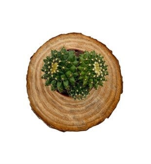 Mammillaria Marksiana