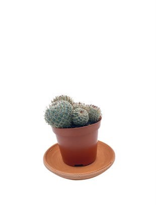 Mammillaria Spinosissima Rubrispina Kaktüs Çap 8.5