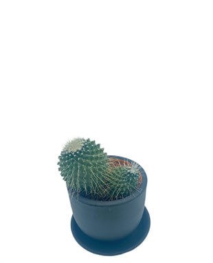 Mammillaria Spinosissima Kaktüs Çap 8.5