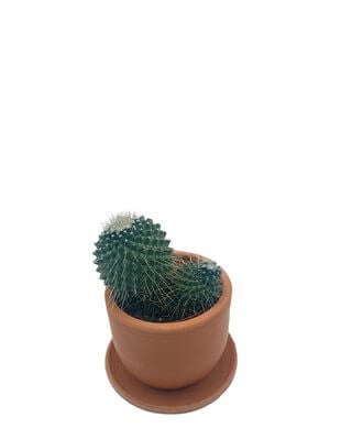 Mammillaria Spinosissima Kaktüs Çap 8.5