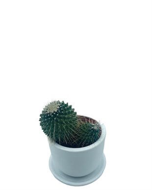 Mammillaria Spinosissima Kaktüs Çap 8.5