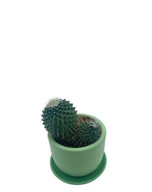 Mammillaria Spinosissima Kaktüs Çap 8.5