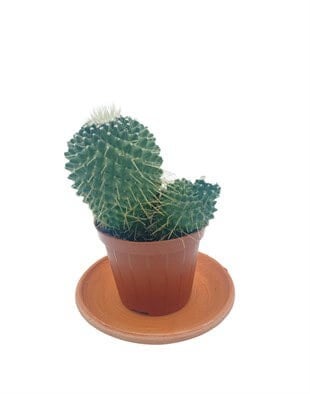 Mammillaria Spinosissima Kaktüs Çap 8.5