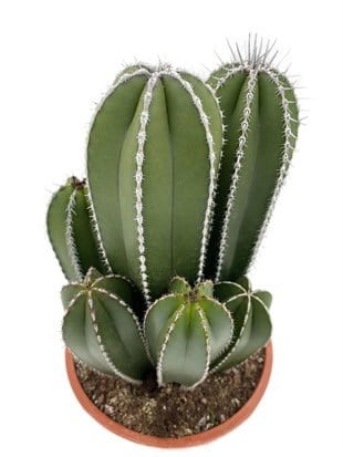 Marginatocereus Marginatus XL Kaktüs 40 Cm