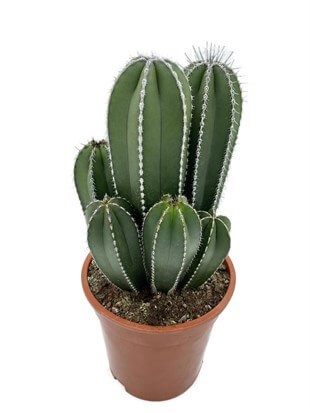 Marginatocereus Marginatus XL Kaktüs 40 Cm