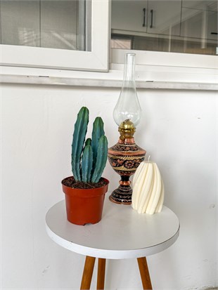 Masaüstü Kaktus-Myrtillocactus Geometrizans