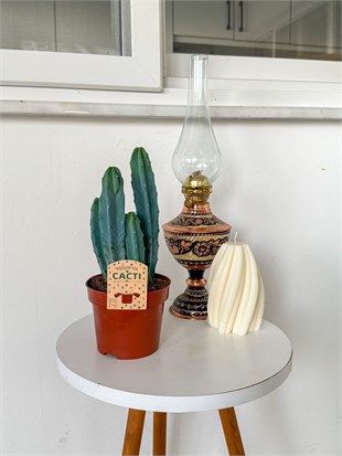 Masaüstü Kaktus-Myrtillocactus Geometrizans