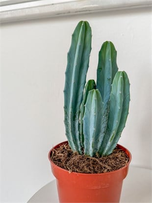 Masaüstü Kaktus-Myrtillocactus Geometrizans