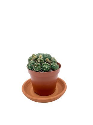 Matucana Polzii Kaktüs Çap 8.5