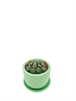 Matucana Polzii Kaktüs Çap 8.5