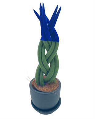 Mavi Kadife Örgülü Sansevieria Cylindrica (Paşa Kılıcı) 