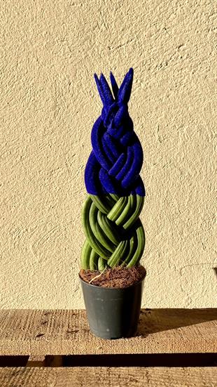 Mavi Kadife Örgülü Sansevieria Cylindrica (Paşa Kılıcı) 
