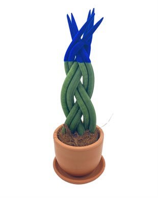 Mavi Kadife Örgülü Sansevieria Cylindrica (Paşa Kılıcı) 