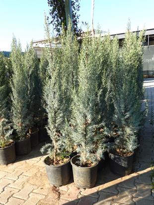 Mavi Servi (Arizona Servisi) 130 cm – Formlu & Gümüşi Mavi Yapraklı