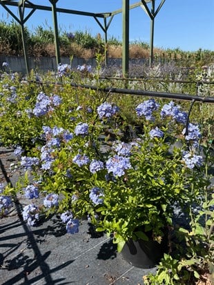 Mavi Yasemin Large Bol Çiçekli Plumbago 70 - 80 cm Ege Rüzgarı