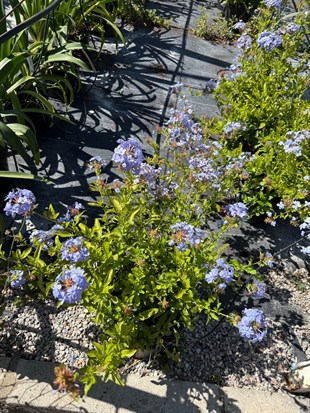 Mavi Yasemin Large Bol Çiçekli Plumbago 70 - 80 cm Ege Rüzgarı
