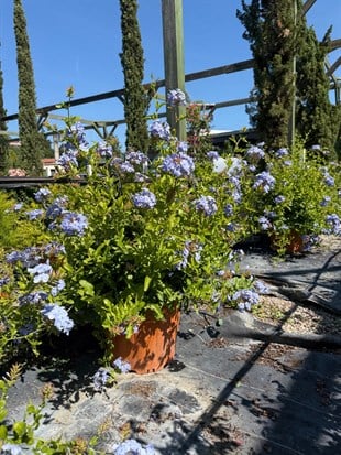 Mavi Yasemin XL Bol Çiçekli Plumbago 90 - 100 cm Ege Rüzgarı