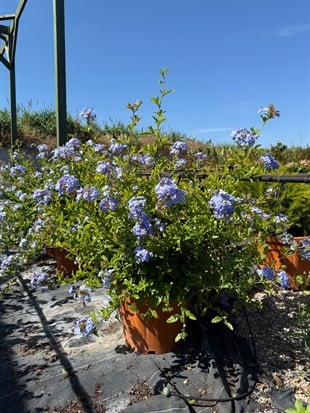 Mavi Yasemin XL Bol Çiçekli Plumbago 90 - 100 cm Ege Rüzgarı