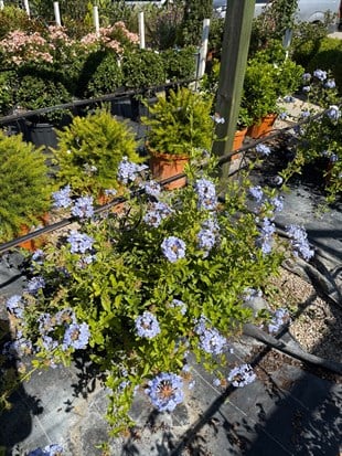 Mavi Yasemin XL Bol Çiçekli Plumbago 90 - 100 cm Ege Rüzgarı