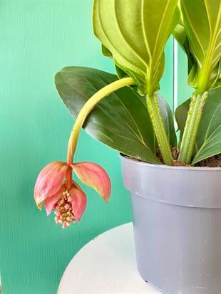 Medinilla Magnifica-Medine Gülü