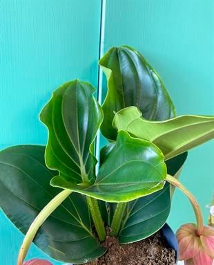 Medinilla Magnifica-Medine Gülü