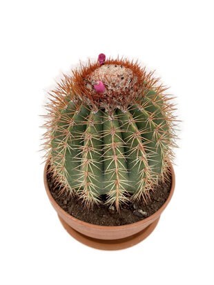Melocactus Broadwayi Nadir Dev Kaktüs Çap 17.5 cm